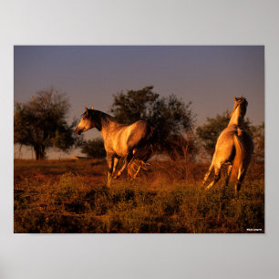 Poster Bob Langrish Dois Cavalos Correndo Ao Sol