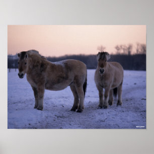Poster Bob Langrish   Dois Cavalos De Fjoro Em Neve