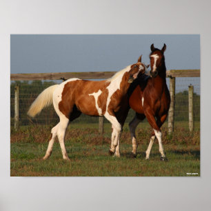 Poster Bob Langrish   Dois Cavalos De Tintas A Brincar Ju