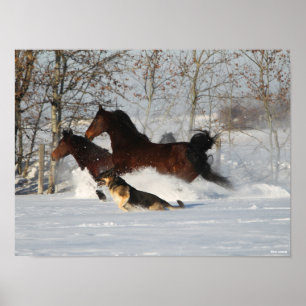 Poster Bob Langrish   Dois Cavalos Morgan e Cão na Neve