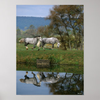 Poster Bob Langrish | Dois Juntos De Warmbloods Por Lago