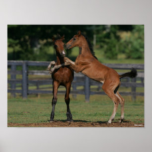 Poster Bob Langrish Dois Morgan Foals tocando