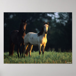 Poster Bob Langrish Dois Mustangs Kiger Permanentes