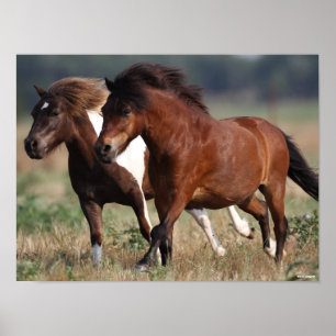 Poster Bob Langrish Dois Pônios Shetland Correndo Juntos