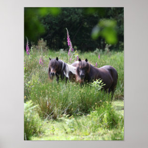 Poster Bob Langrish Dois Pôs Shetland Juntos