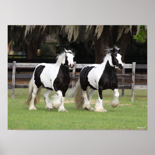 Poster Bob Langrish | Dois Vanners Ciganos Pretos e Branc (Frente)