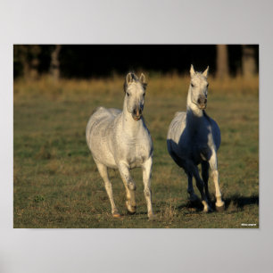 Poster Bob Langrish Duas Cinzas árabes unidas