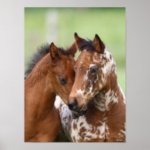 Poster Bob Langrish Duas Reuniões Appaloosa