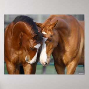 Poster Bob Langrish Duas reuniões canadianas de cavalo