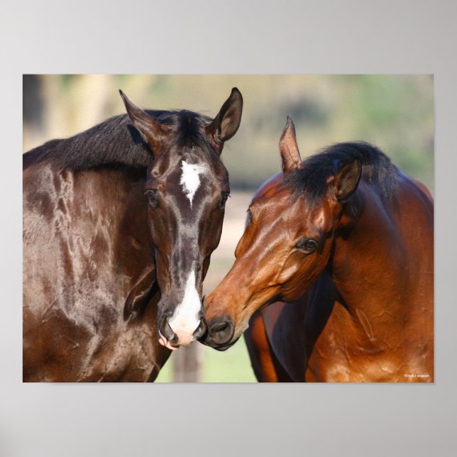 Poster Bob Langrish | Duas reuniões canadianas de cavalos (Frente)