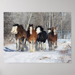 Poster Bob Langrish Efetivos De Clydesdales Na Neve