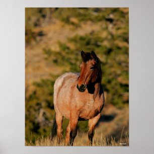 Poster Bob Langrish Equinos Mustang