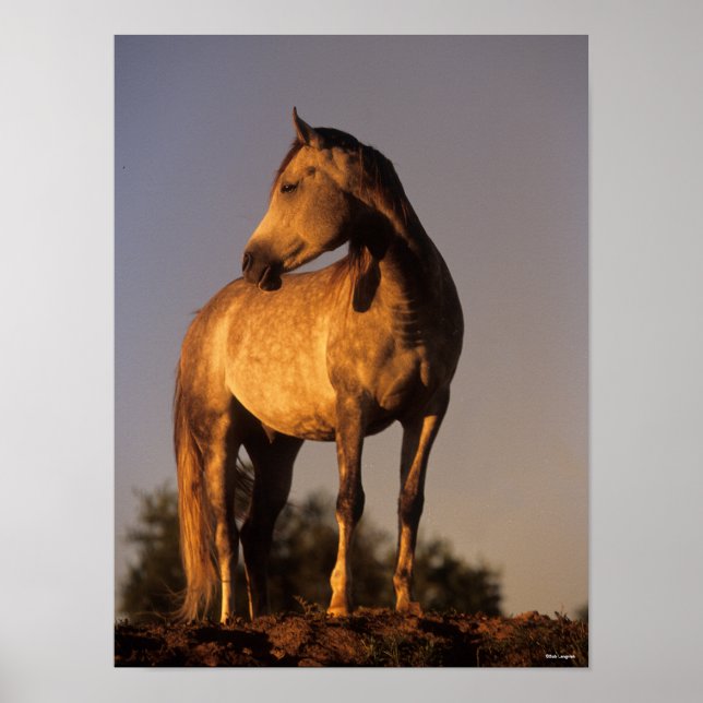 Poster Bob Langrish | Estado Árabe Em Colina Ao Sol (Frente)