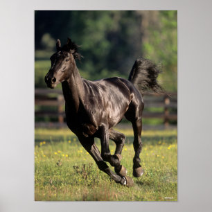 Poster Bob Langrish Estalhão de Warmblood Negro Em Cor