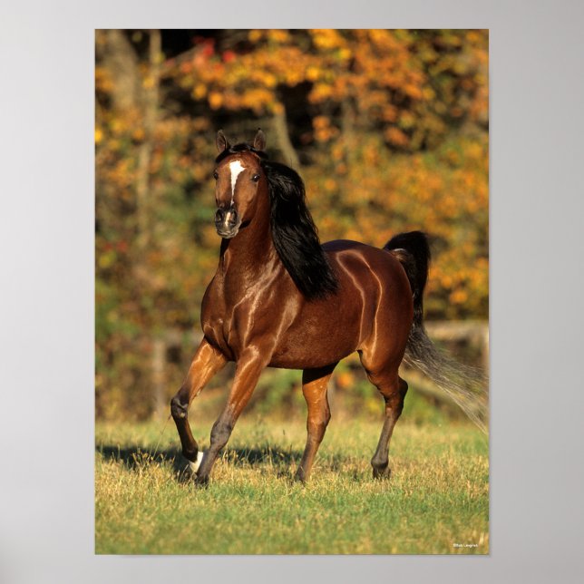 Poster Bob Langrish | Fundo do outono árabe de Bay (Frente)