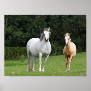 Poster Bob Langrish   Galês Pony Mare e Foal