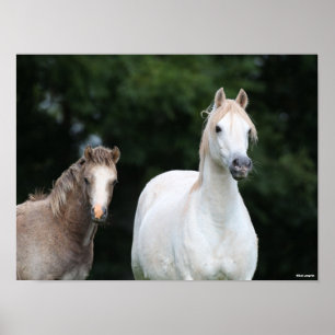 Poster Bob Langrish   Galês Pony Mare e Foal