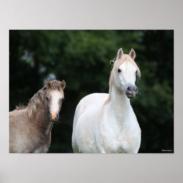 Poster Bob Langrish | Galês Pony Mare e Foal (Frente)