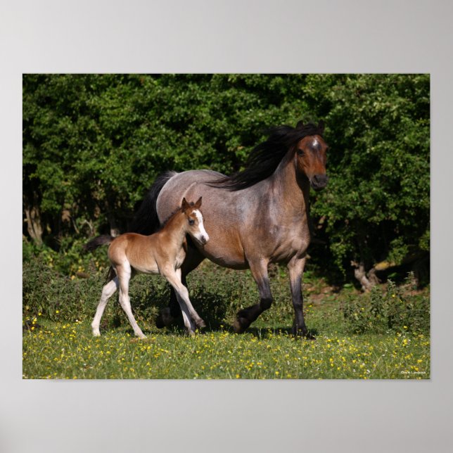 Poster Bob Langrish | Galês Pony Mare e Foal Running (Frente)