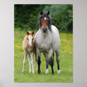 Poster Bob Langrish   Galês Pony Mare e Foal Standby
