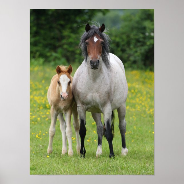 Poster Bob Langrish | Galês Pony Mare e Foal Standby (Frente)