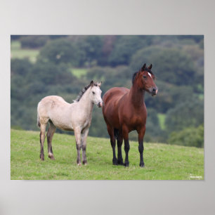 Poster Bob Langrish   Galês Pony Mare e Foal Standby