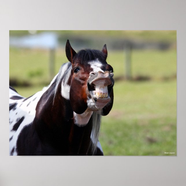 Poster Bob Langrish | Galinhas-Estalão-de-Pintura (Frente)