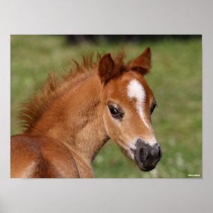Poster Bob Langrish Galsh Pony Foal Headshot