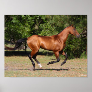 Poster Bob Langrish Garanhão Bay Akhal Teke Correndo