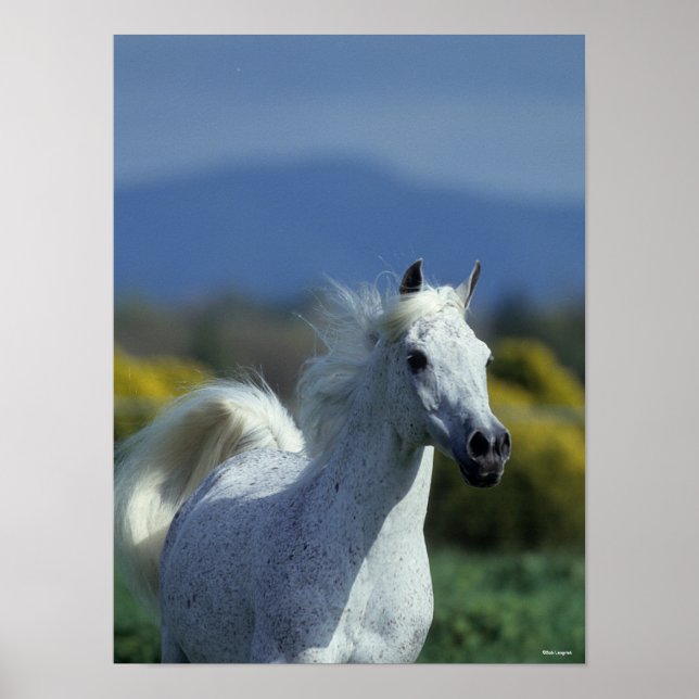 Poster Bob Langrish | Grey Arab Headshot (Frente)