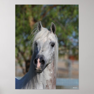 Poster Bob Langrish   Grey Arab Stallion Headshot