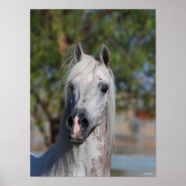 Poster Bob Langrish | Grey Arab Stallion Headshot (Frente)
