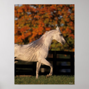 Poster Bob Langrish   Grey Arab Stallion Walking Autumn