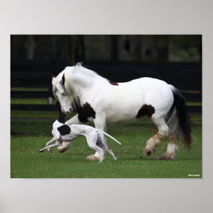 Poster Bob Langrish Gypsy Vanner e Cachorro Correndo Junt