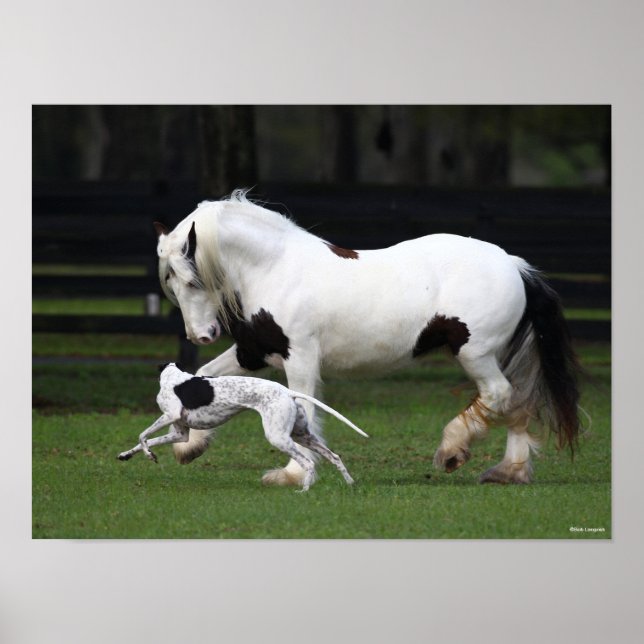 Poster Bob Langrish Gypsy Vanner e Cachorro Correndo Junt (Frente)