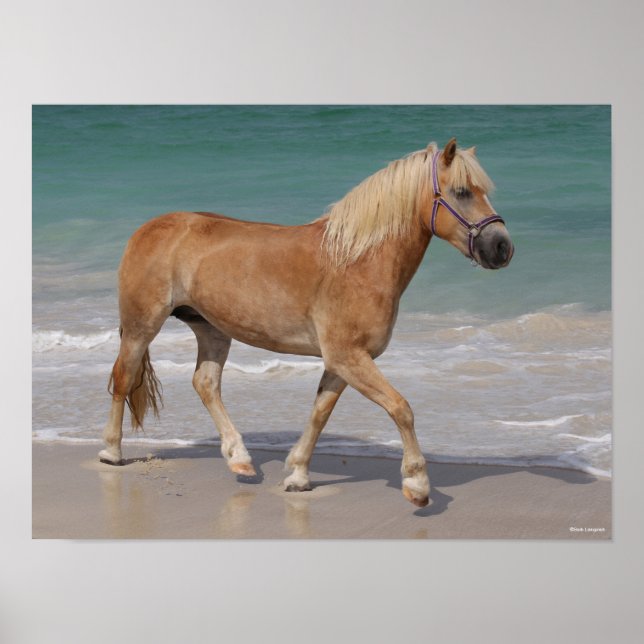 Poster Bob Langrish | Haflinger Andando Na Praia (Frente)