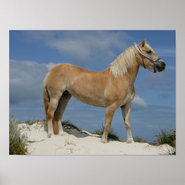 Poster Bob Langrish | Haflinger Em Pé Na Praia (Frente)