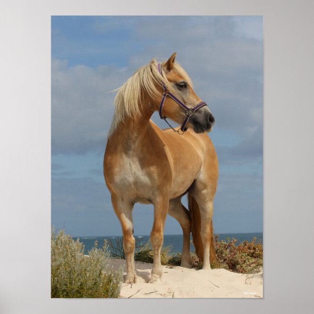 Poster Bob Langrish | Haflinger Em Praia (Frente)