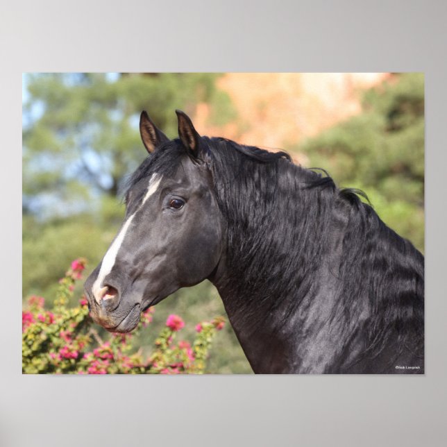 Poster Bob Langrish | Imagem de Black Andalucian Stallion (Frente)