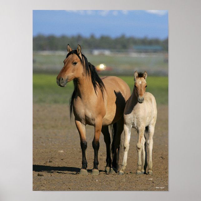 Poster Bob Langrish Kiger Mustang Mare and Foal Standing (Frente)