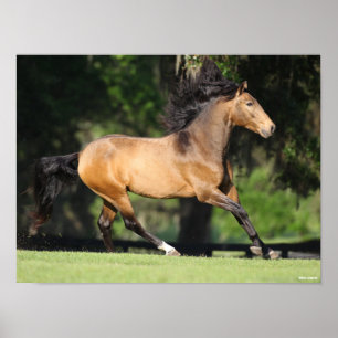 Poster Bob Langrish   Lusitano de proteção