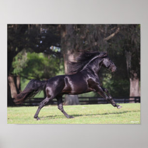 Poster Bob Langrish Lusitano Preto em Execução