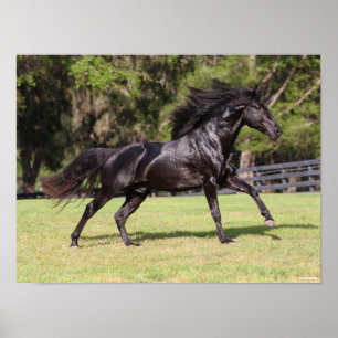Poster Bob Langrish Lusitano Preto em Execução