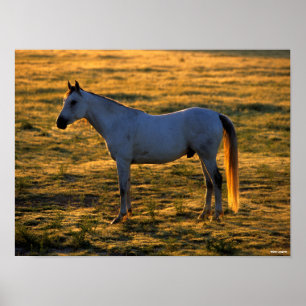 Poster Bob Langrish   Luz de fundo árabe