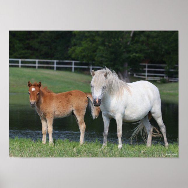 Poster Bob Langrish Miniatura Pony Mare e Foal em Pé (Frente)