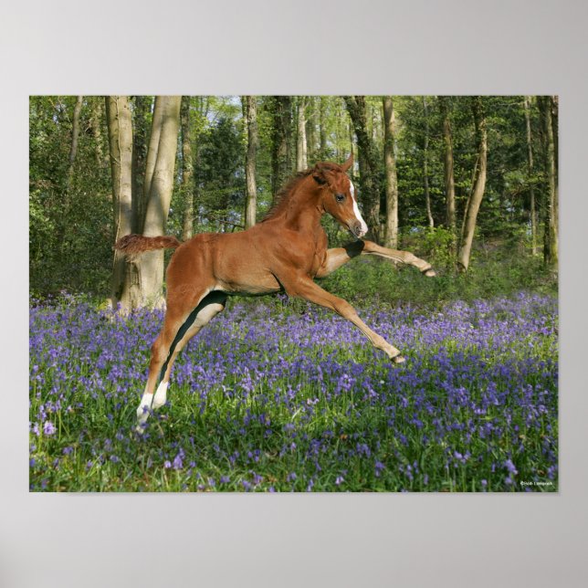 Poster Bob Langrish | Morgan Foal Saltando Com Bluebells (Frente)
