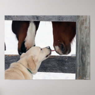 Poster Bob Langrish Nariz De Cavalos De Licença De Cã
