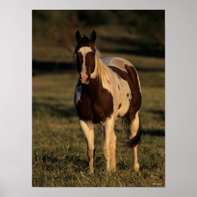Poster Bob Langrish | Paint Horse Permanente (Frente)
