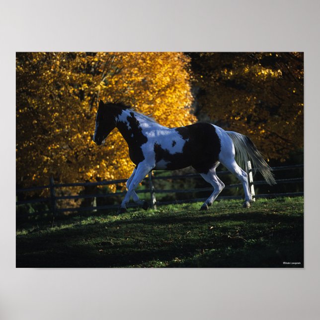 Poster Bob Langrish | Paint Horse Running Autumn (Frente)