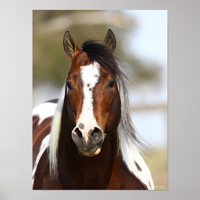 Poster Bob Langrish | Paint Stallion Headshot (Frente)